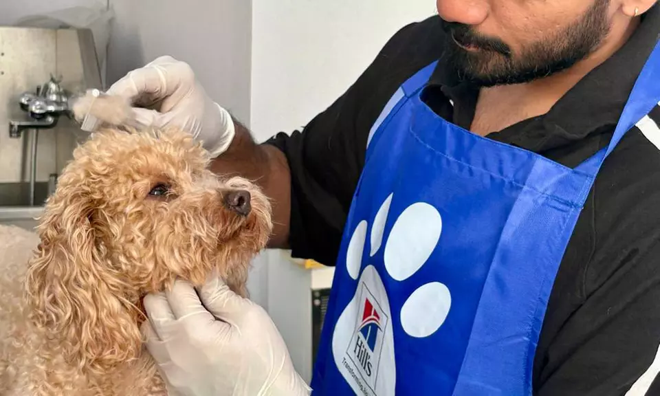 Basic or Full Grooming for Small, Medium, Large or XL Size Dogs/Cats