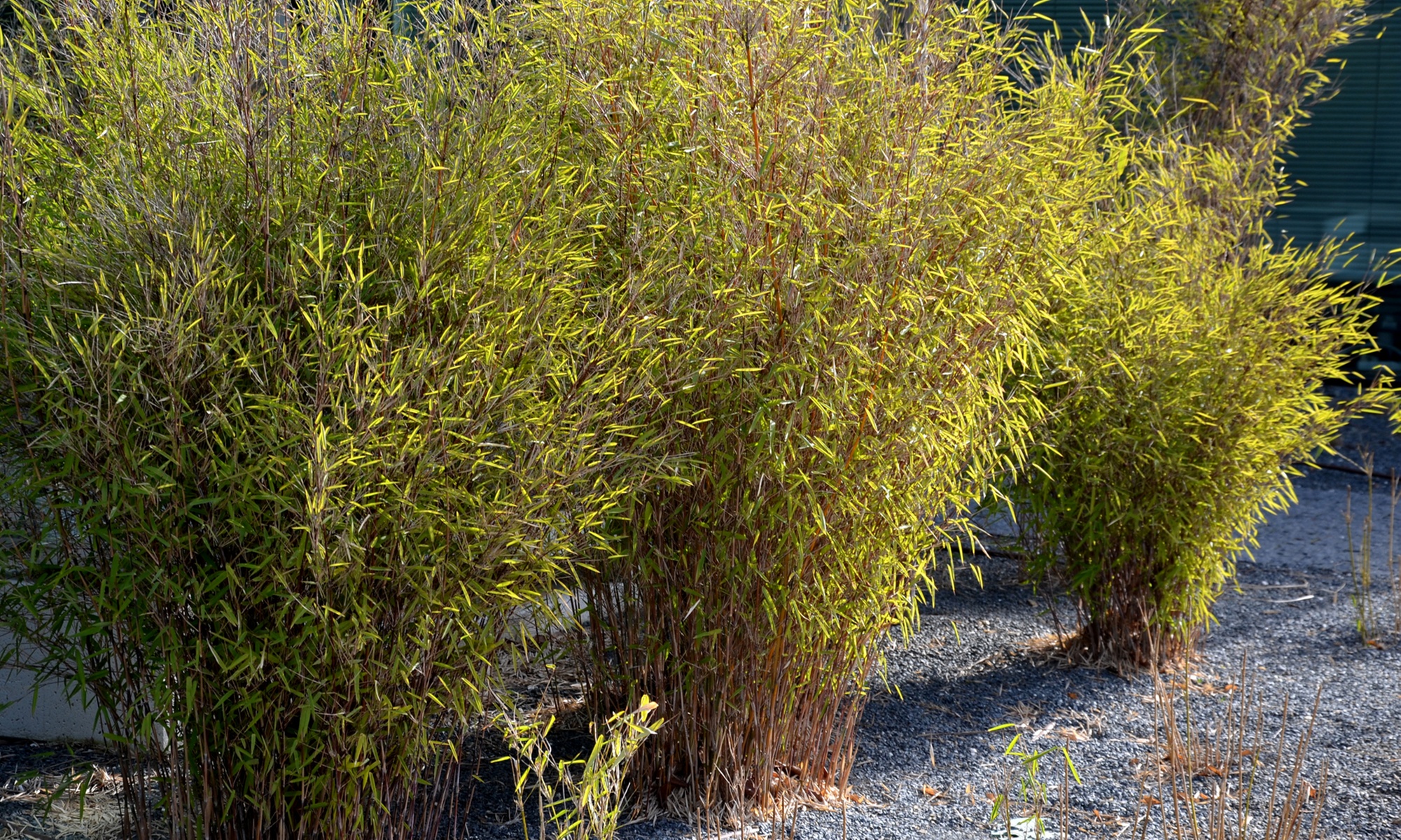 Bambou Fargesia, non invasif