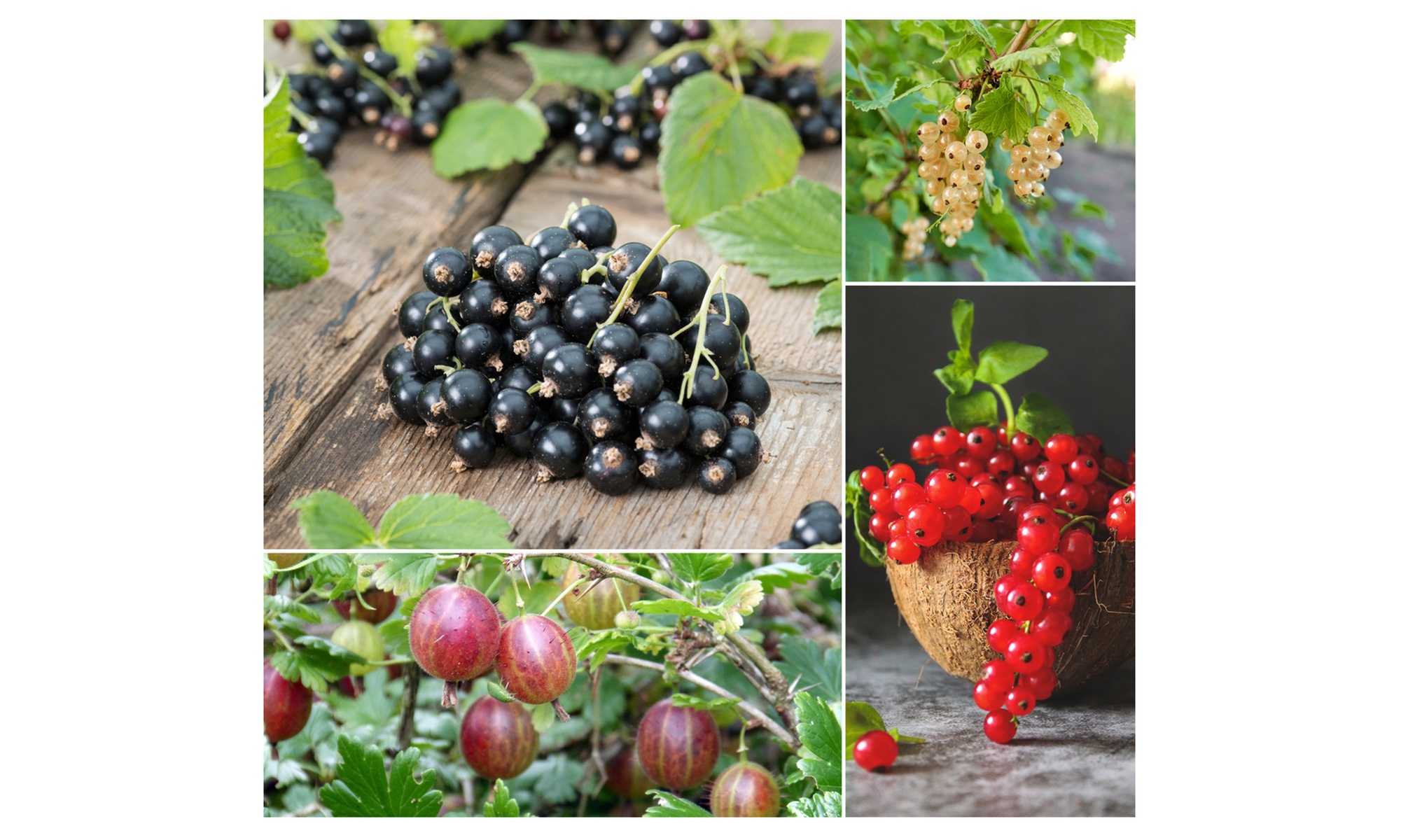 4er-Set Beeren-Pflanzen