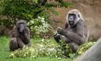 Vive un viaje educativo y salvaje con una entrada a Bioparc Fuengirola
