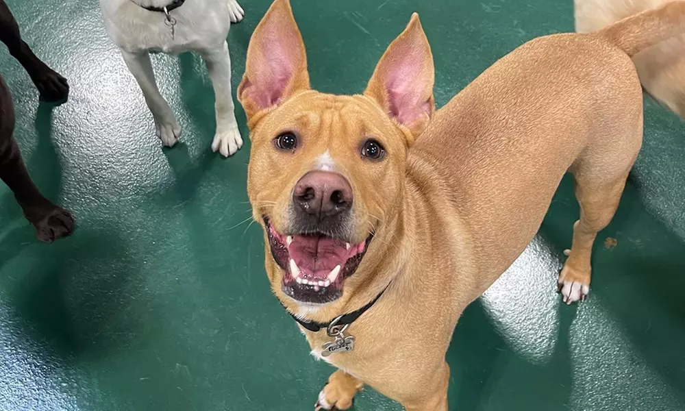 3 or 7-Night Dog Boarding Stay with Playtime & Personalized Care