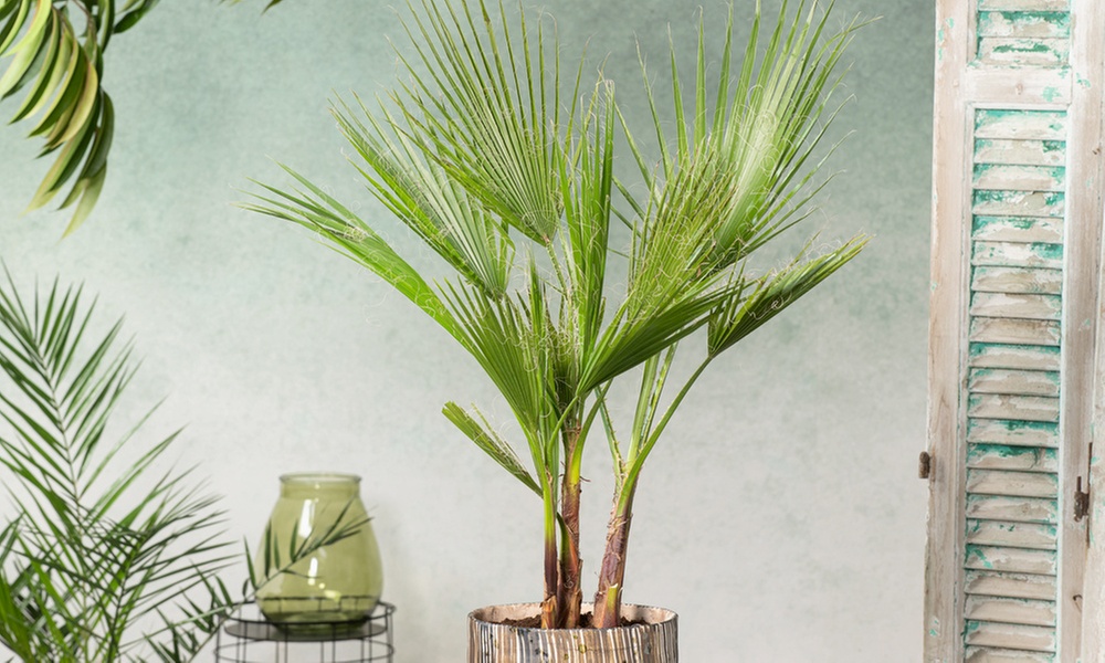 1x oder 2x Mexikanische Washingtonpalme