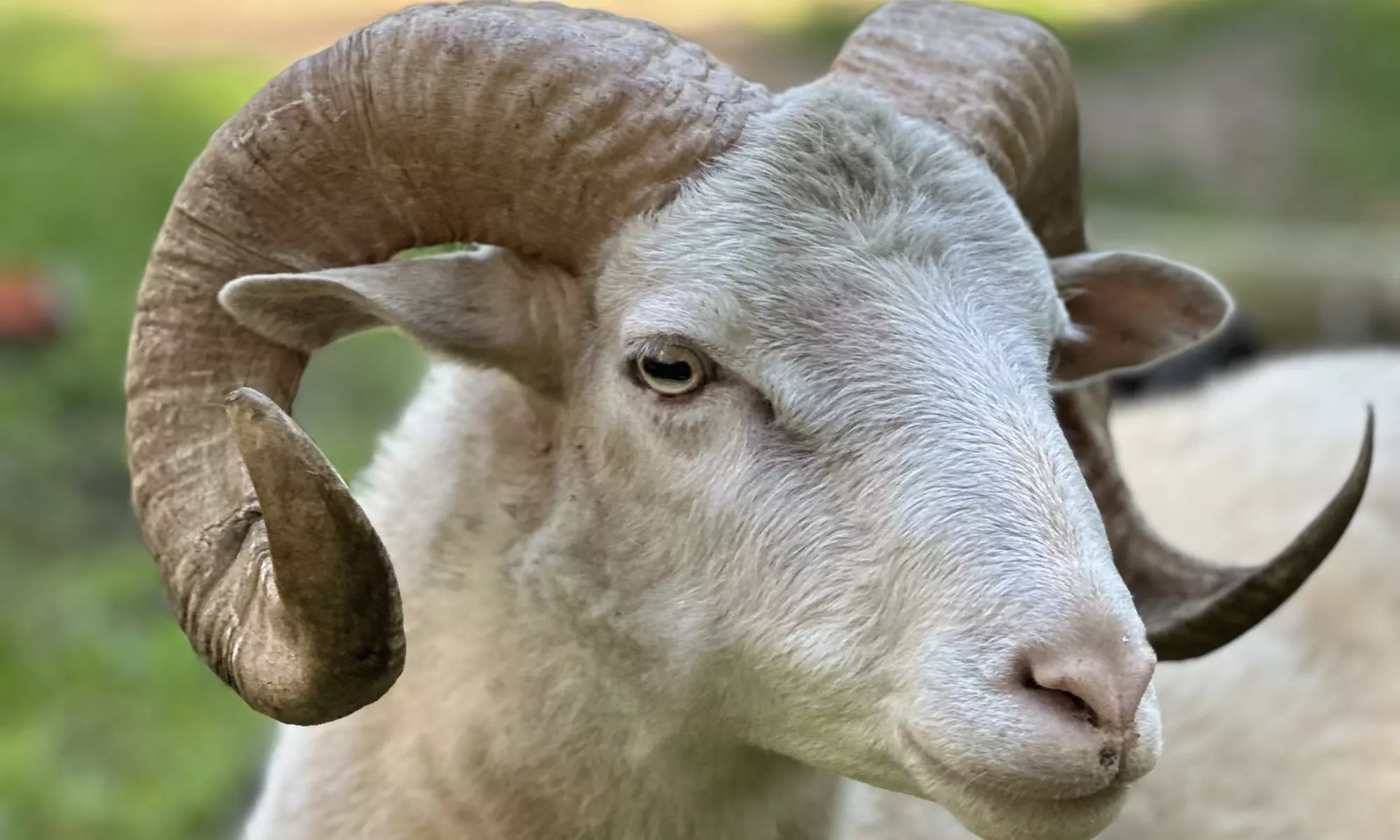 Bis zu 18% Rabatt auf den Zoo – Tierpark/Safaripark bei Wildpark Johannismühle