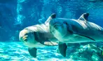 END OF SUMMER SALE! Save 59%! SeaWorld Orlando Tickets
