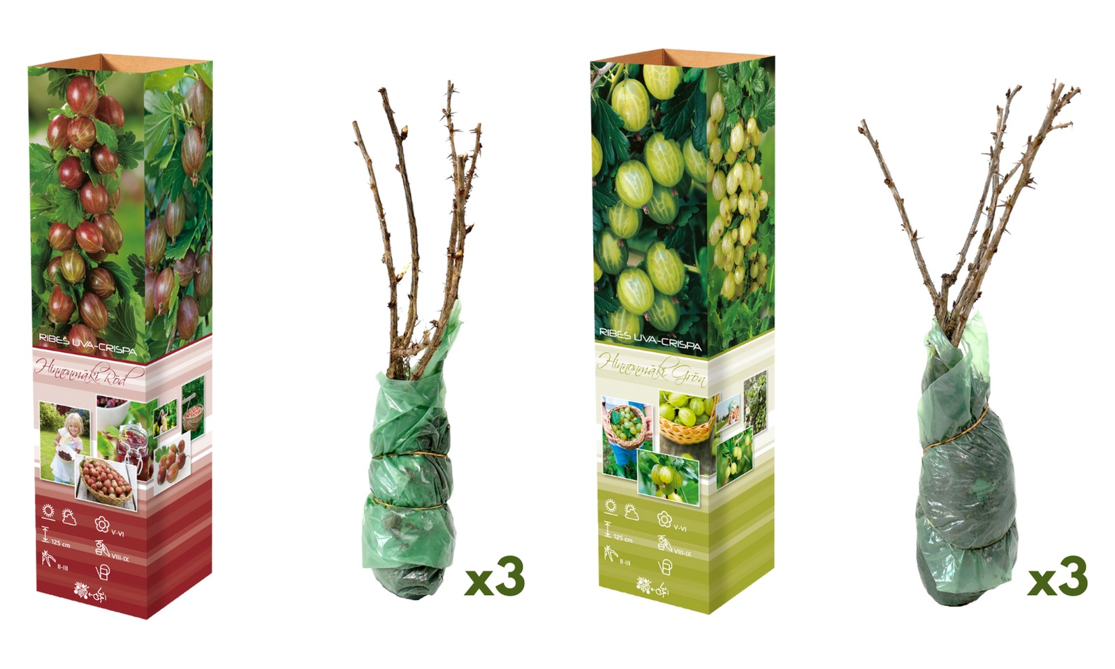 Set di 3 o 6 piante di uva spina rossa e verde