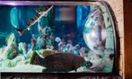 SPECIAL OFFER! SEA LIFE Charlotte Admission