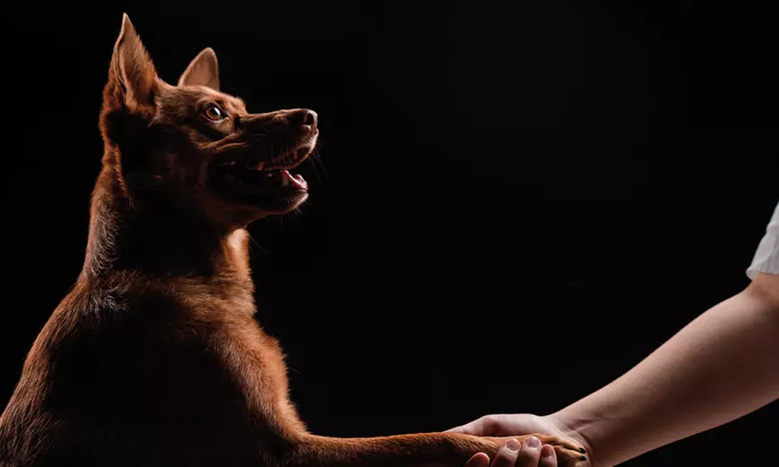 90 Min. Haustier Fotoshooting inkl. 2-5 Bildern + Geschenk