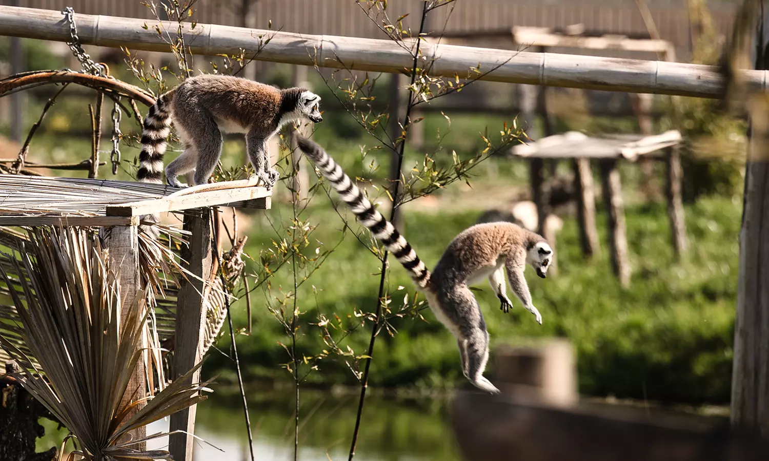 Entrées adulte et enfant au choix au Zoo Refuge La Tanière