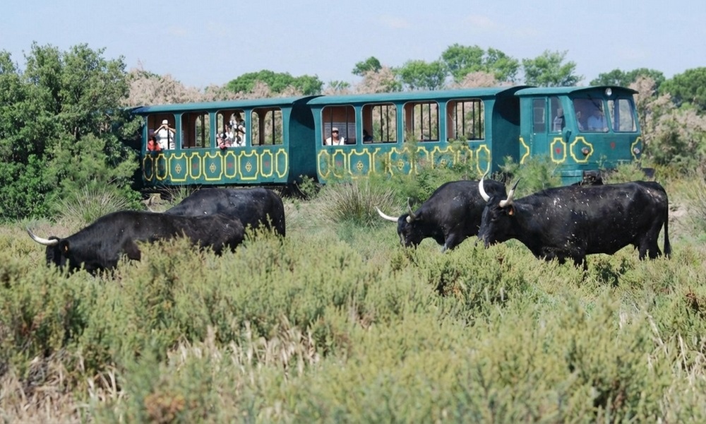 Balade en petit train en Camargue avec Manade de Méjanes