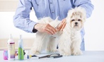 Ultimate Guide to Dog Grooming Course for Pet Lovers