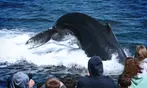 Whale Watching Adventure - Gloucester