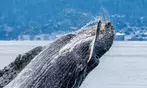Book Now & Save 10% on Monterey Bay Whale Watching Tours