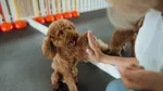 For All Pet Lovers: Online Single Course, 3‑Course or 5‑Course Bundle