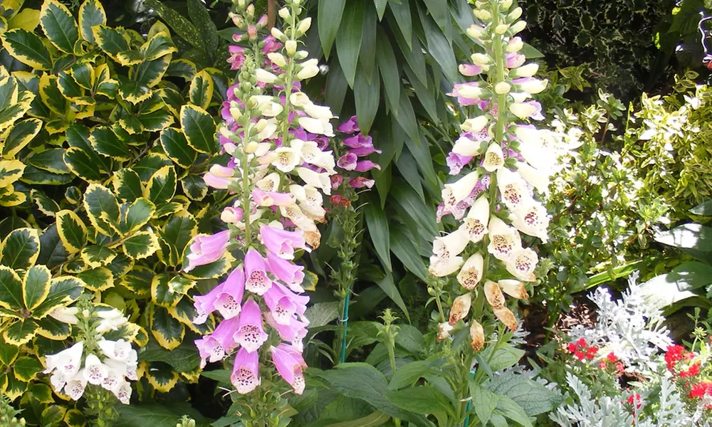 12 or 24 Foxglove Dalmatian Mix Plants