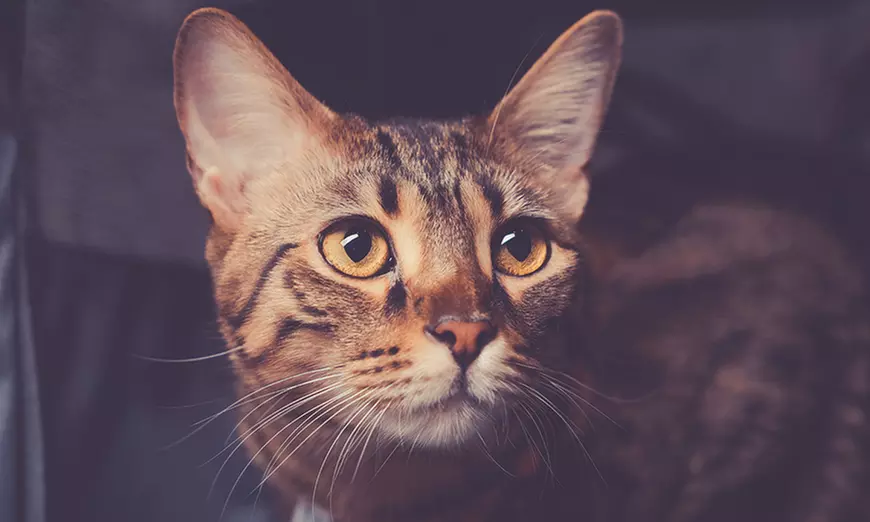 90 Min. Haustier Fotoshooting inkl. 2-5 Bildern + Geschenk