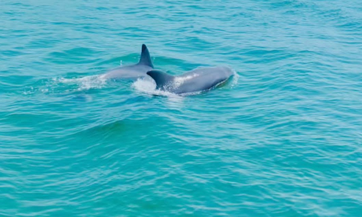 Dolphin & Sunset Cruises Destin Bay