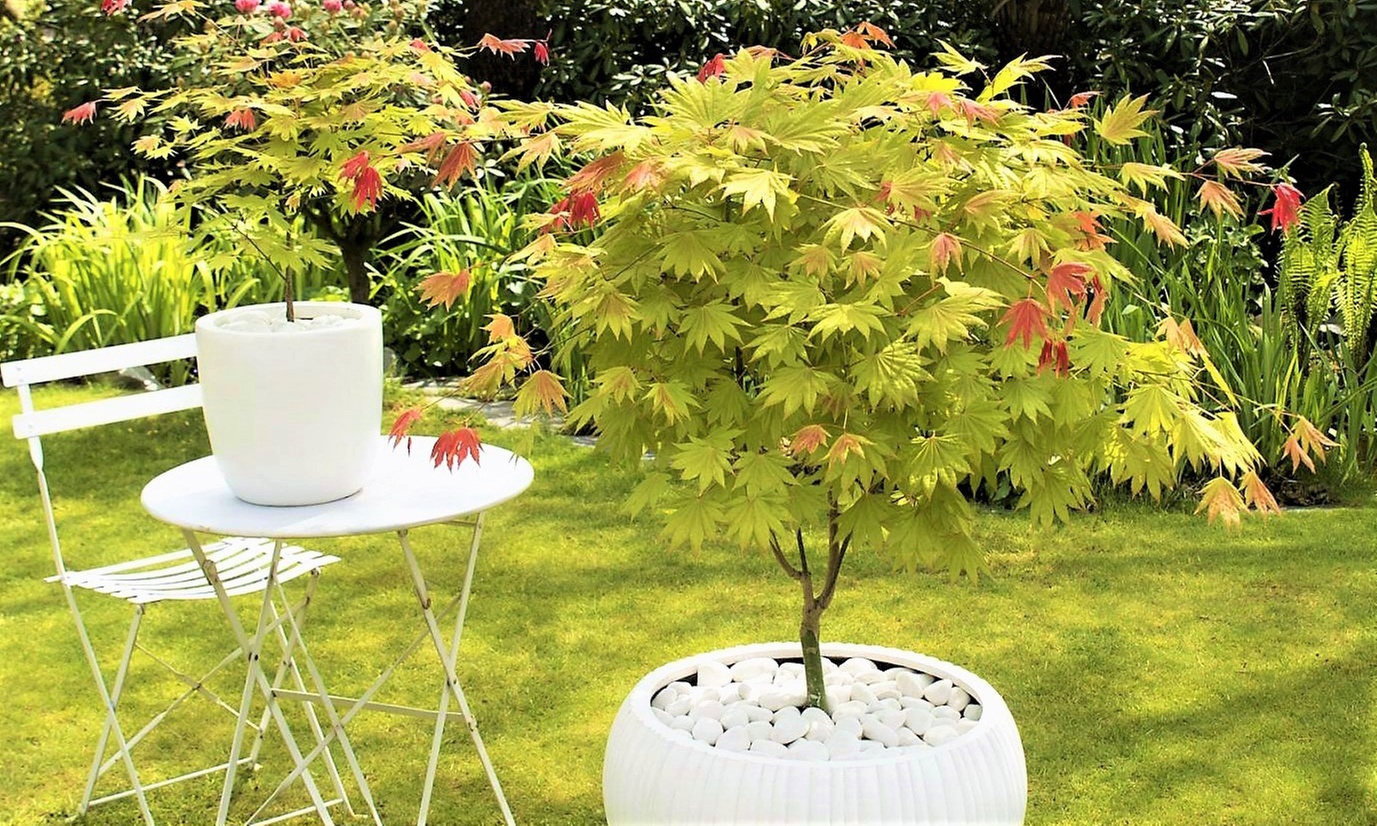 1x oder 2x japanischer Ahorn