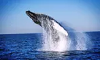 Whale Watching Adventure - Gloucester