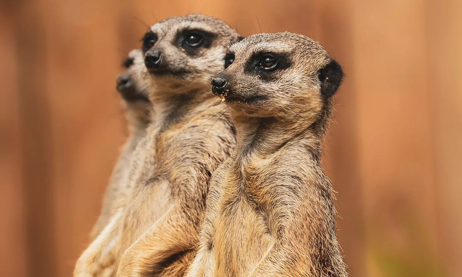 Entrées adulte et enfant au choix au Zoo Refuge La Tanière