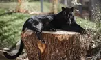 Entrées adulte et enfant au choix au Zoo Refuge La Tanière