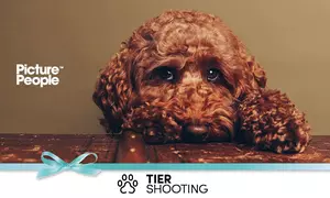 90 Min. Haustier Fotoshooting Erlebnis inkl. 2-5 Bildern + Geschenk bei PicturePeople (bis zu 78% sparen)