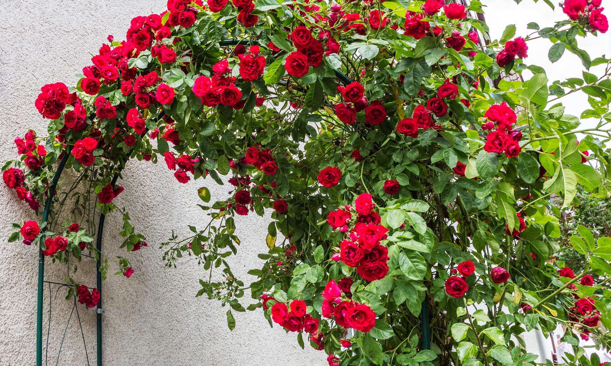 3er-Set Kletterrosen "Paul's Scarlet"