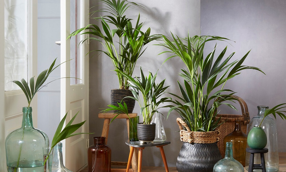 1 o 2 piante di Howea Forsteriana Kentiapalm XXL