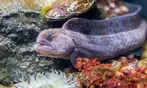 Aquarium of the Bay Ticket Deals & Discounts