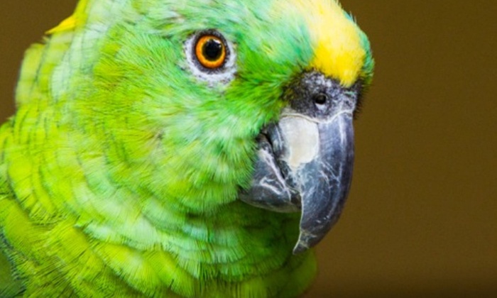 Ticket voor Papegaaienpark ZOO Veldhoven