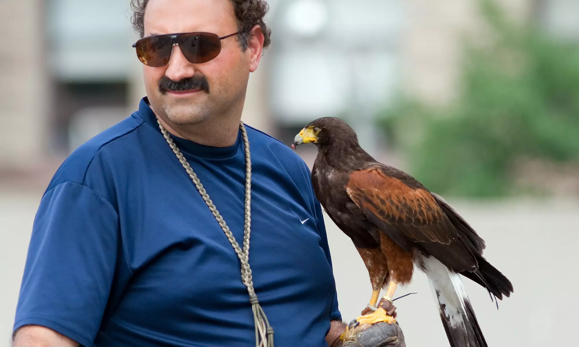 Get Hooked on Hawks: Falconry Fun for 1, 2, or 4 People at Hawkeye.ca