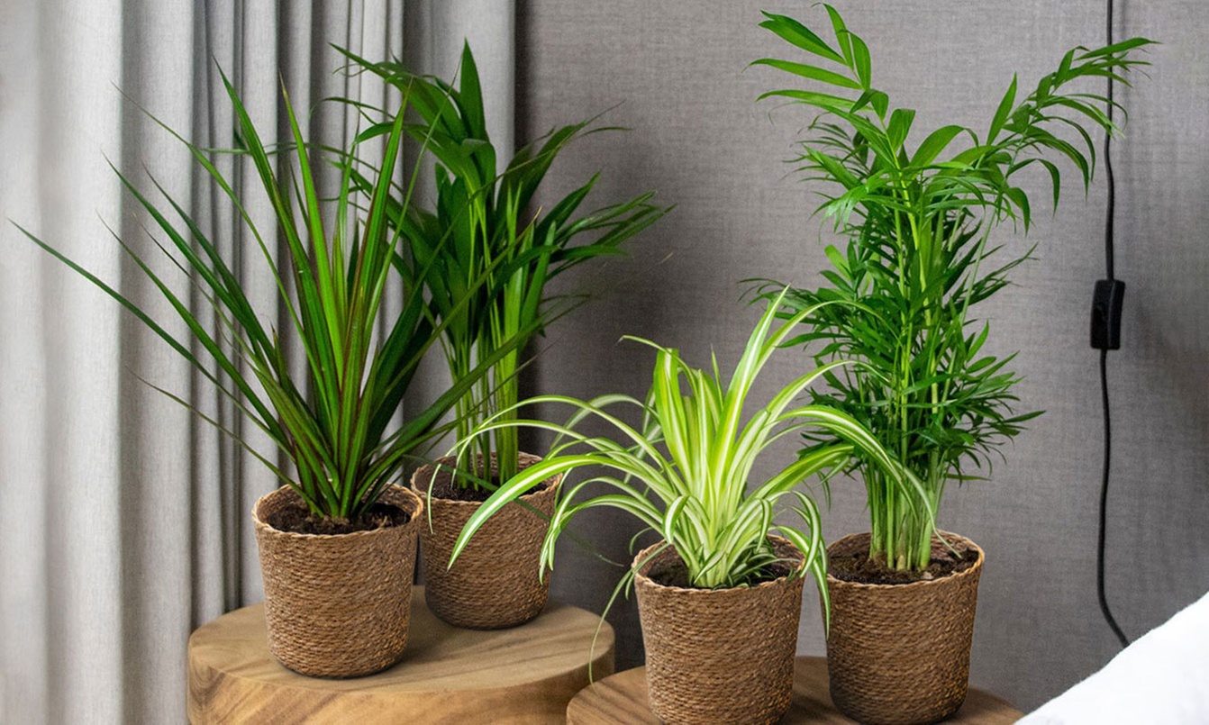 Piante d'appartamento che purificano l'aria con cestini