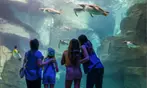 END OF SUMMER SALE! Save 59%! SeaWorld Orlando Tickets