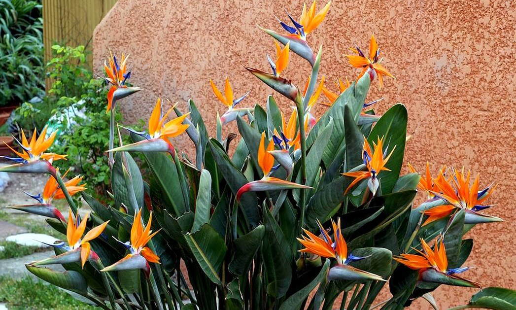 3 o 6 piante di Strelitzia Uccello del Paradiso