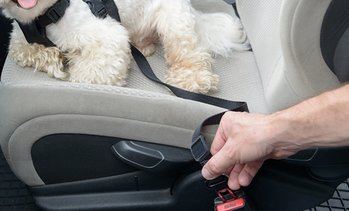 Car Pet Seatbelt