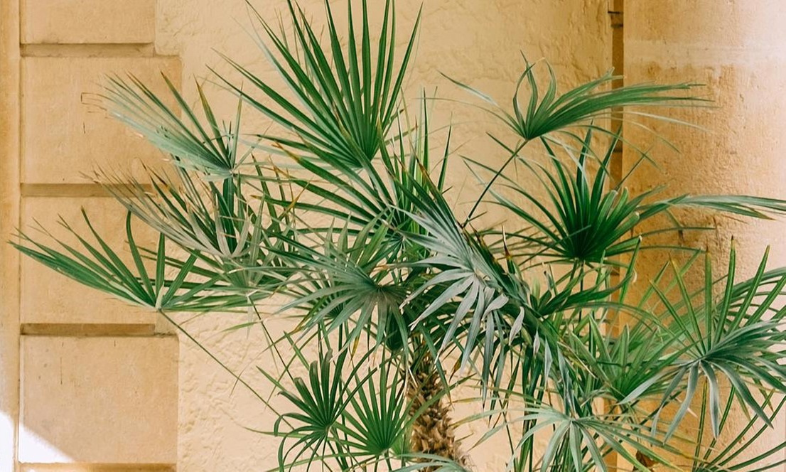 1x oder 2x Zwergpalme