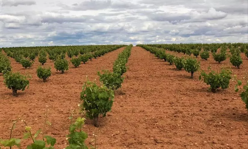Conviértete en un profesional: visita a bodega con degustación