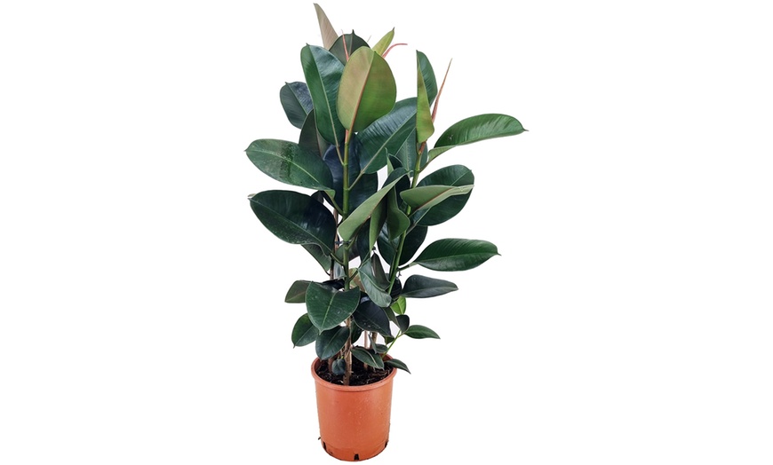 Plante Ficus Elastica Robusta Groupon