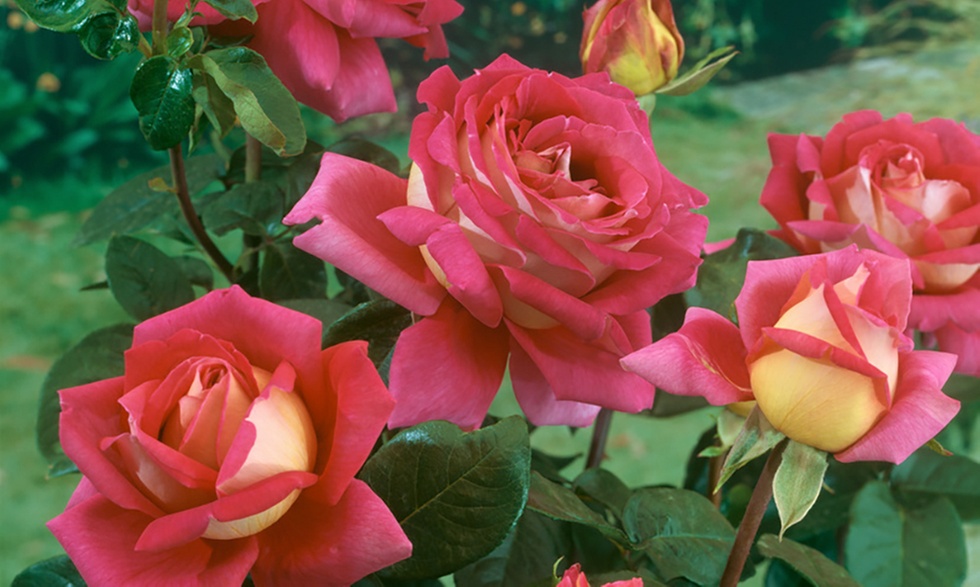 Set di 4 rose da giardino a fiore grande