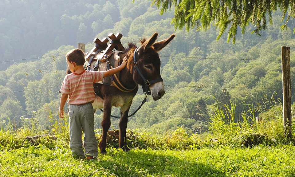 Balade à dos d'âne pour enfant