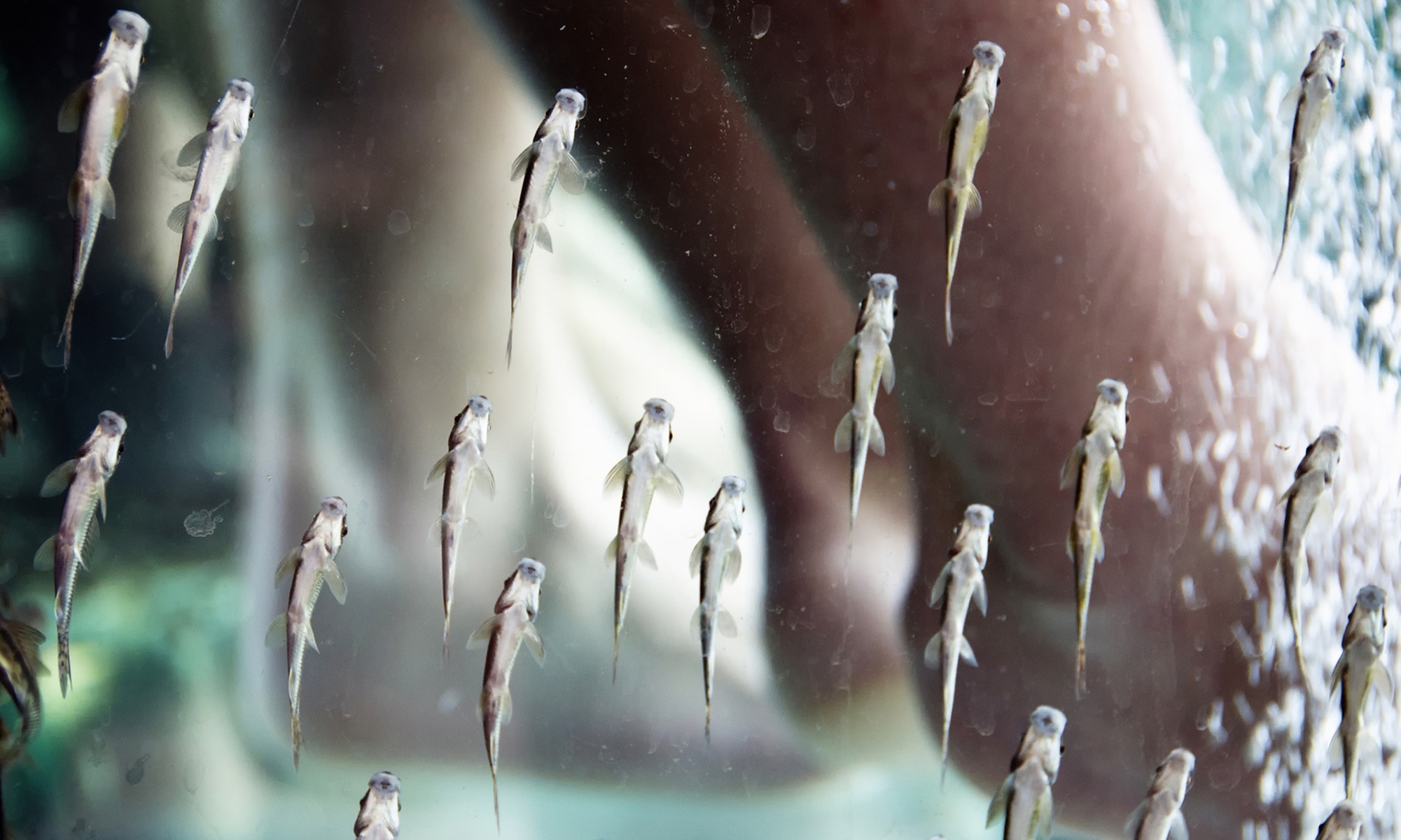 Fisch-Spa für die Füße