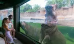 San Antonio Zoo Discount Tickets & Savings!