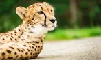 Drive-Thru Wildlife Safari Discount Tickets & Deals – Winston, Oregon