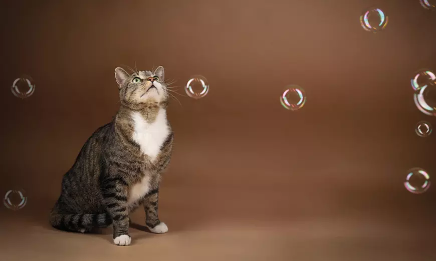 90 Min. Haustier Fotoshooting inkl. 2-5 Bildern + Geschenk