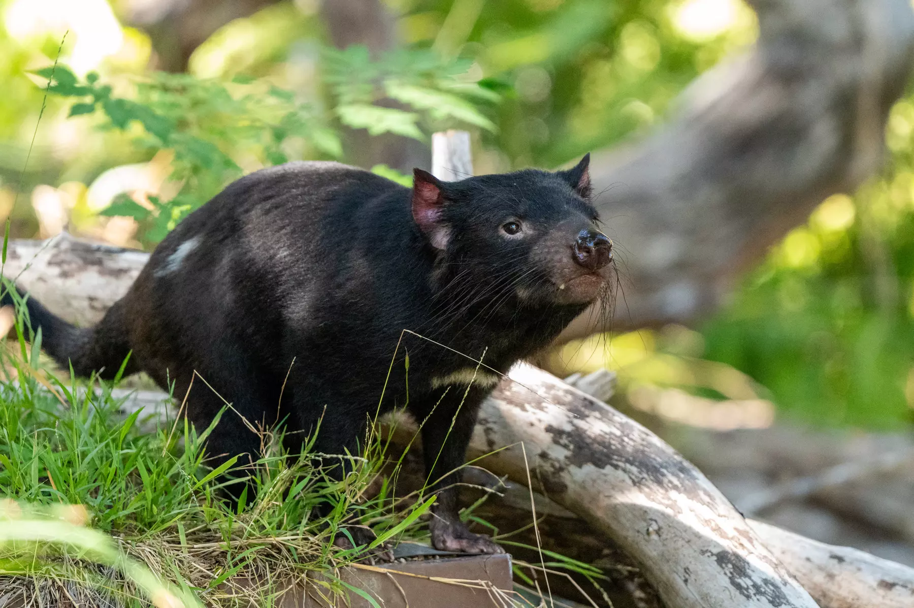 LA Zoo Admission - Explore Incredible Wildlife at the Los Angeles Zoo
