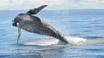 Book Now & Save 10% on Monterey Bay Whale Watching Tours