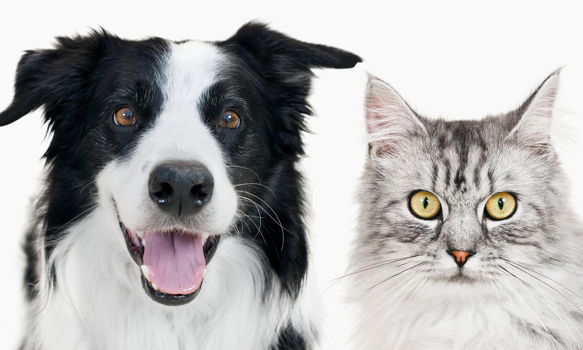 Esterilización de mascotas