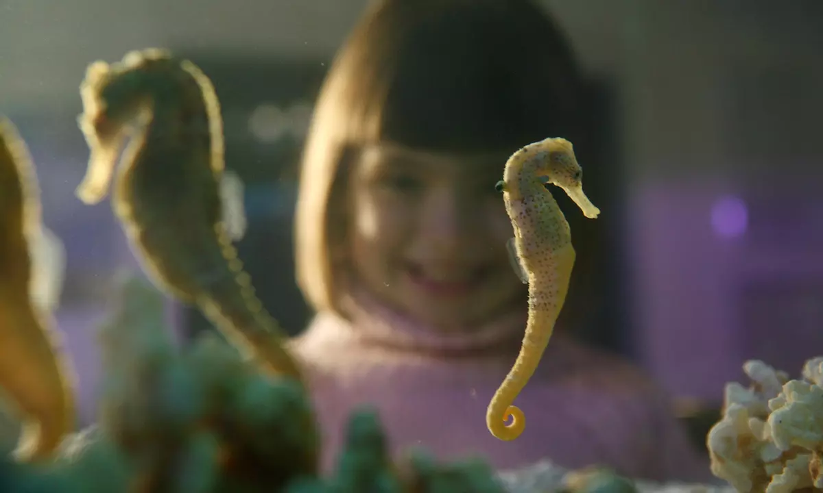 Eintrittskarte für SEA LIFE Timmendorfer Strand