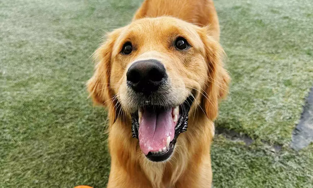 3 or 7-Night Dog Boarding Stay with Playtime & Personalized Care