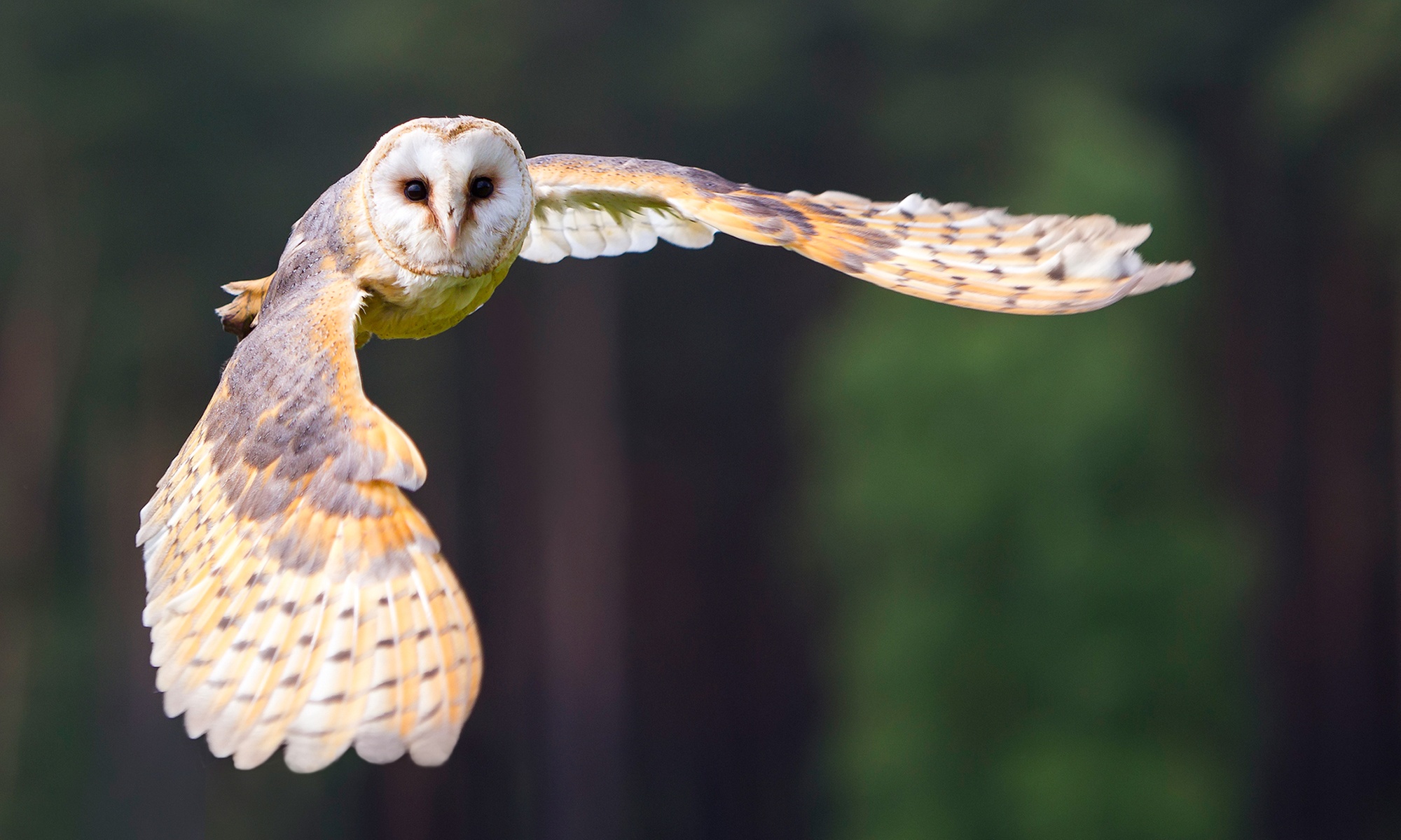 Up to 39% Off on Zoo / Animal Park at World of Wings