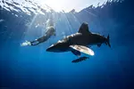 Up to 20% Off on Shark Diving at Hawaii Adventure Diving